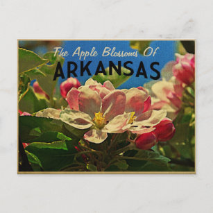 Cartão Postal Arkansas Apple Blossoms