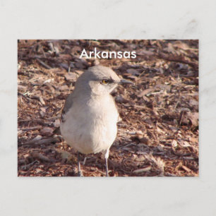 Cartão Postal Arkansas Mockingbird