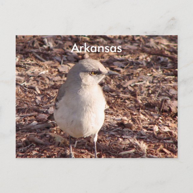 Cartão Postal Arkansas Mockingbird (Frente)