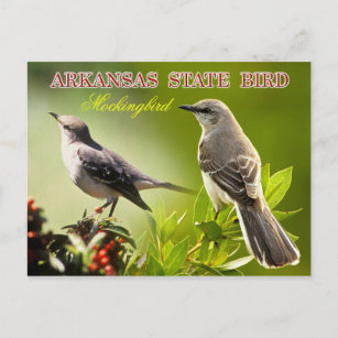 Cartão Postal Arkansas State Bird - Mockingbird