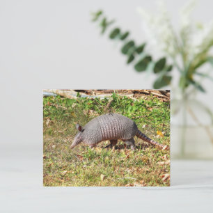 Cartão Postal Armadillo