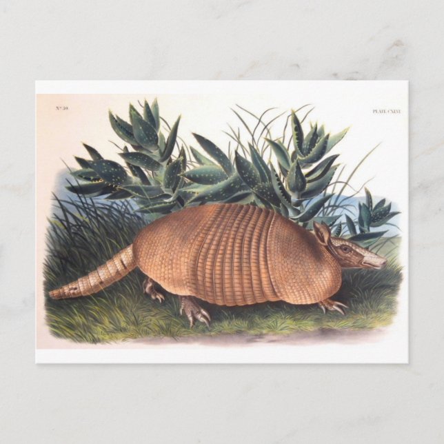 Cartão Postal Armadillo de Audubon (Frente)