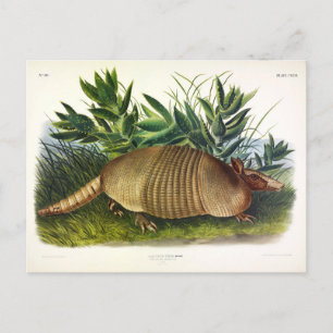 Cartão Postal Armadillo de nariz longo de nove pela Audubon