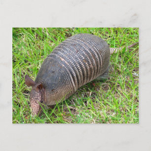 Cartão Postal Armadillo na Grama Verde