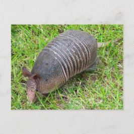 Cartão Postal Armadillo na Grama Verde