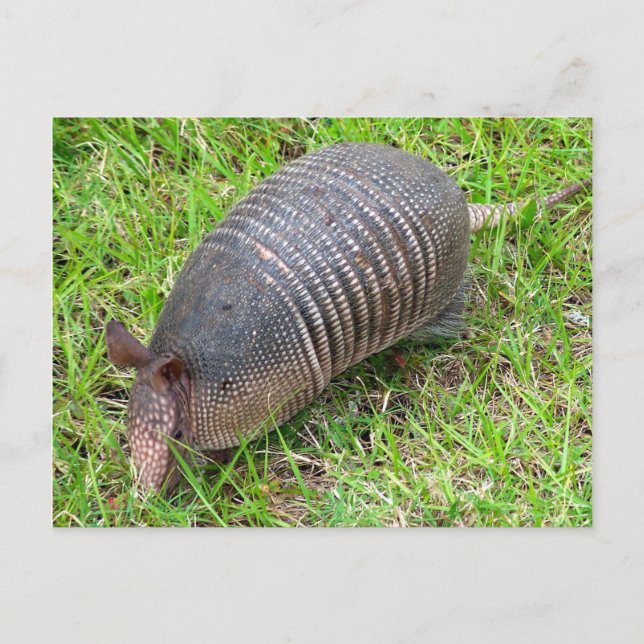 Cartão Postal Armadillo na Grama Verde (Frente)