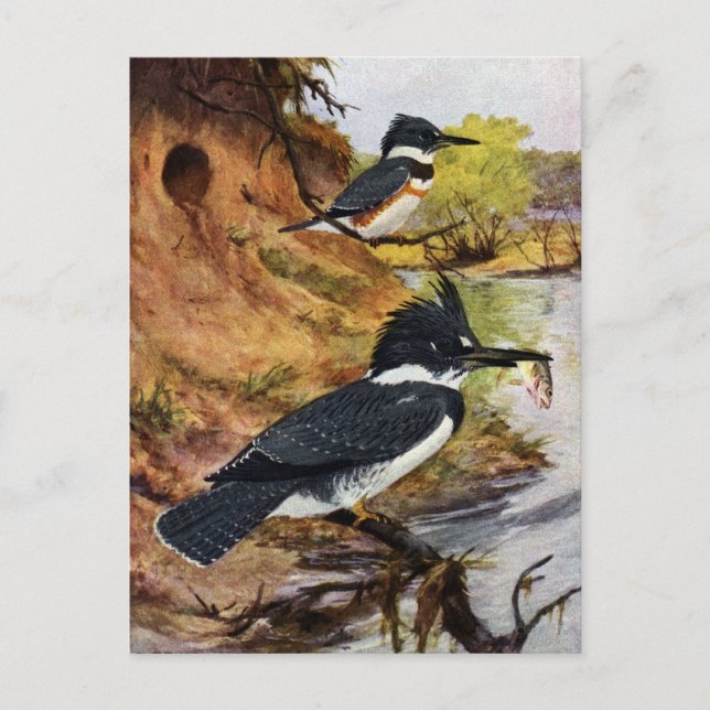 Cartão Postal Armadores Cinturados e o Túnel do Ninho (Frente)