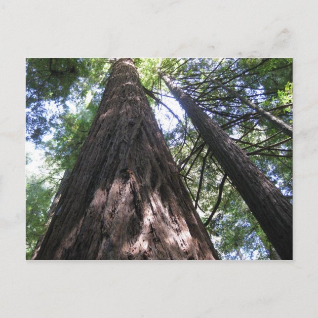 Cartão Postal Armstrong Woods, Ca. (Frente)