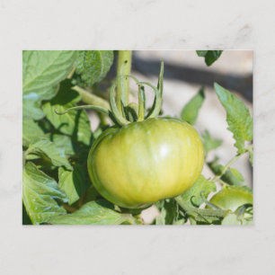Cartão Postal Aroma de tomate num pomar
