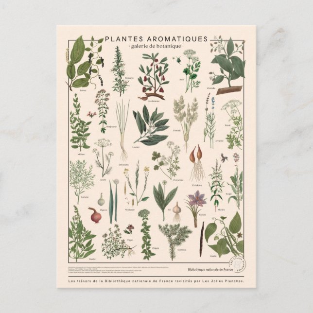 Cartão Postal Aromatizações de plantes (Frente)
