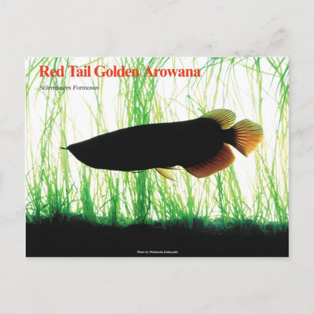 Cartão Postal Arowana asiática (Frente)
