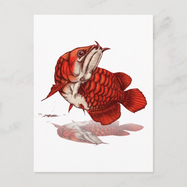 Cartão Postal Arowana asiática (Frente)