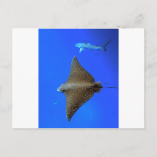 Cartão Postal arraia-águia-pintada e tubarão de recife submarino