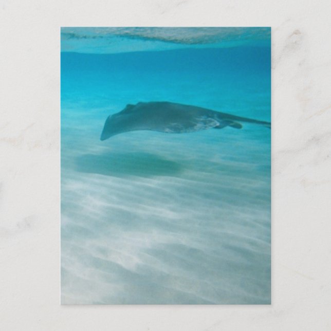 Cartão Postal Arraia-lixa que cruza o caribe (Frente)