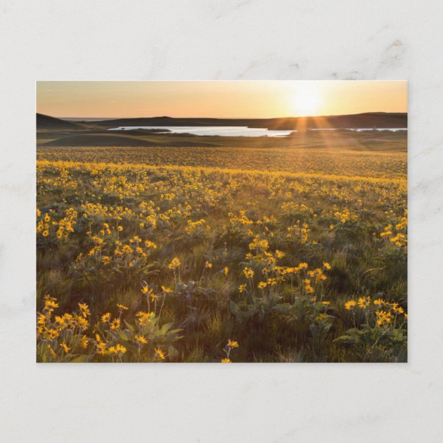 Cartão Postal Arranjo de Flores Silvestres de Balsamroot de Folh (Frente)