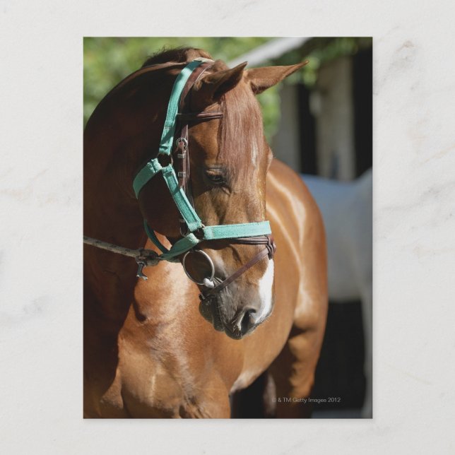 Cartão Postal Arranque de um cavalo 4 (Frente)