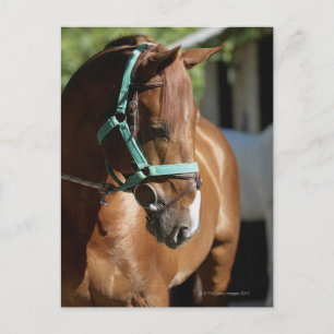 Cartão Postal Arranque de um cavalo 4