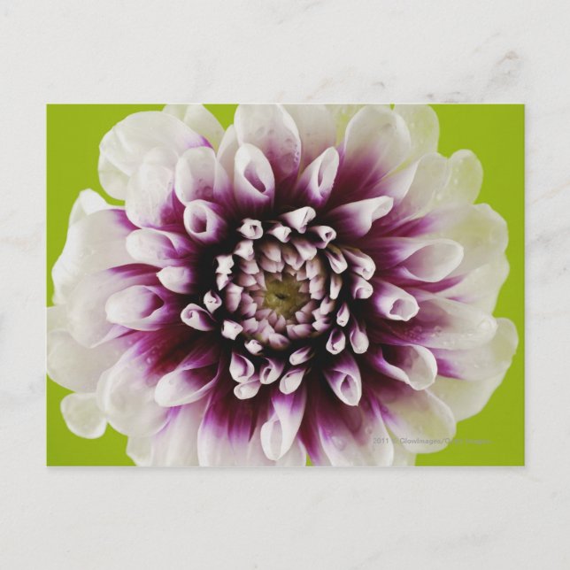 Cartão Postal Arranque de uma flor 2 (Frente)