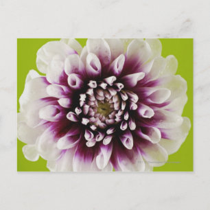 Cartão Postal Arranque de uma flor 2
