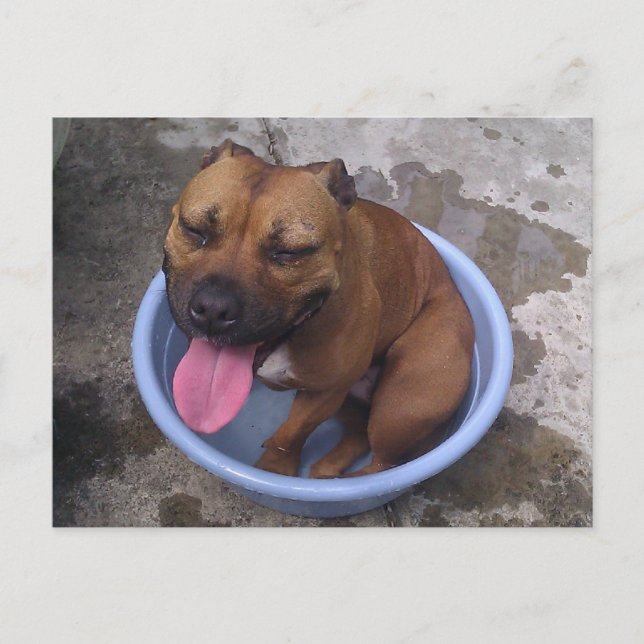 Cartão Postal Arrefecimento em dia quente (Frente)