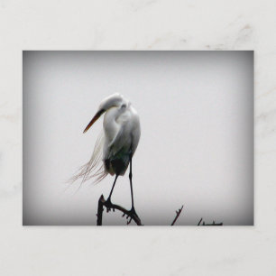 Cartão Postal arrependimento