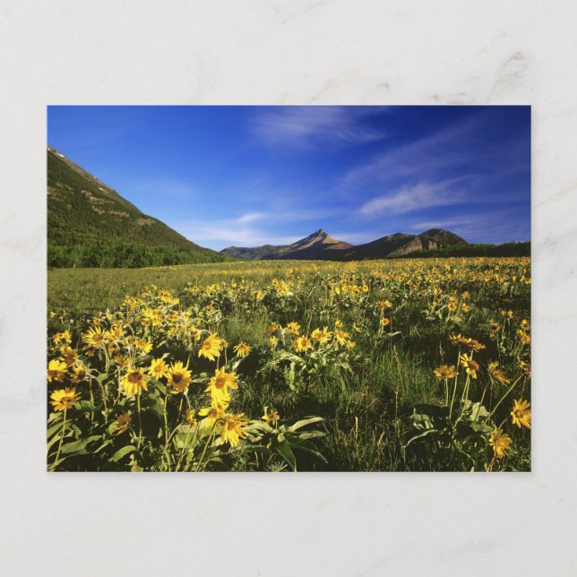 Cartão Postal Arrofiraf balsomroot cobrir o prado com (Frente)