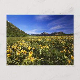 Cartão Postal Arrofiraf balsomroot cobrir o prado com