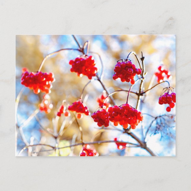 Cartão Postal Arrowwood Berries (Frente)