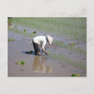 Cartão Postal Arroz Plantador nos campos do Vietnã