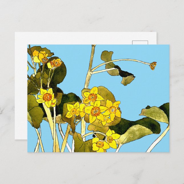 Cartão Postal Art Nouveau Buttercups (Frente/Verso)