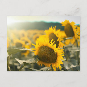 Cartão Postal Arte Amarelo Girassol Melhor Fotos de Girassol