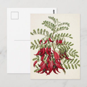 Cartão Postal Arte Botânica da Flor de Bico de Kaka Vermelho Ant