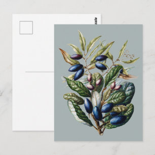 Cartão Postal Arte Botânica de Frutas Azuis Vintage de Sarah Fea