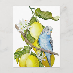 Cartão Postal Arte Botânica em Aquarela de Periquito Azul em Lar