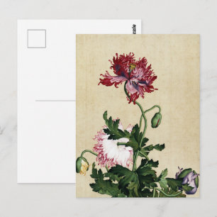 Cartão Postal Arte Botânica Vintage Papoula Vermelha Chinesa