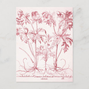 Cartão Postal Arte Botânica Vintage Rosa