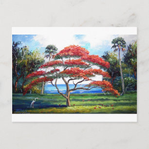 Cartão Postal Arte da Árvore Real Poinciana