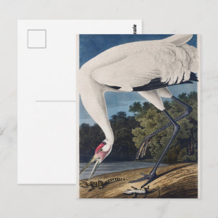 Cartão Postal Arte da Natureza da Ave Grou-Trombeteiro Vintage A