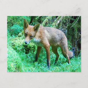 Cartão Postal Arte da Natureza da Vida Selvagem de adorável jove