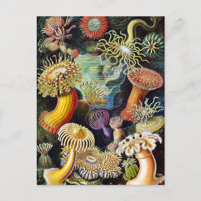 Cartão Postal Arte da Natureza por Ernst Haeckel (Frente)