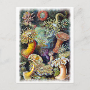 Cartão Postal Arte da Natureza por Ernst Haeckel