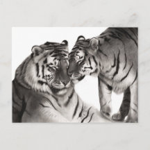 Arte de Amor de Tigre - Design de Vida Selvagem Pi