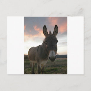 Cartão Postal Arte de Burro