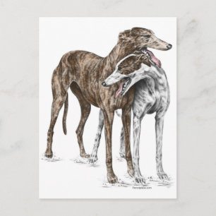 Cartão Postal Arte de Cachorro de Dois Amigos Greyhound