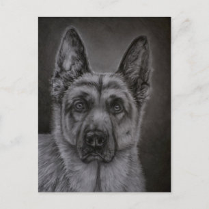Cartão Postal Arte de Cachorro german shepherd - Nobre