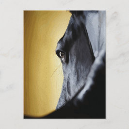 Cartão Postal Arte de Close-Up do Olho de Cavalo Majestoso