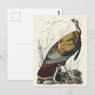 Cartão Postal Arte de decoração de Ação de Graças peru selvagem