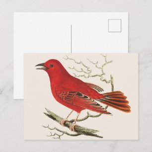 Cartão Postal Arte de Decoração de Pássaro Naturalista Tanager E