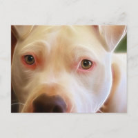 Arte de Fotografia de Olhos de Cachorro Pitbull Fi