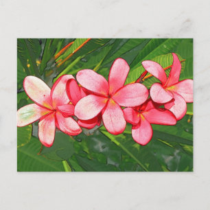 Cartão Postal Arte de Frangipani Tropical Rosa
